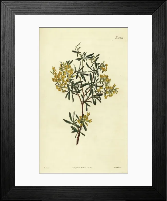 Framed Print : Lavender-leaved anthyllis, Anthyllis hermanniae Framed Print : Lavender-leaved anthyllis, Anthyllis hermanniae