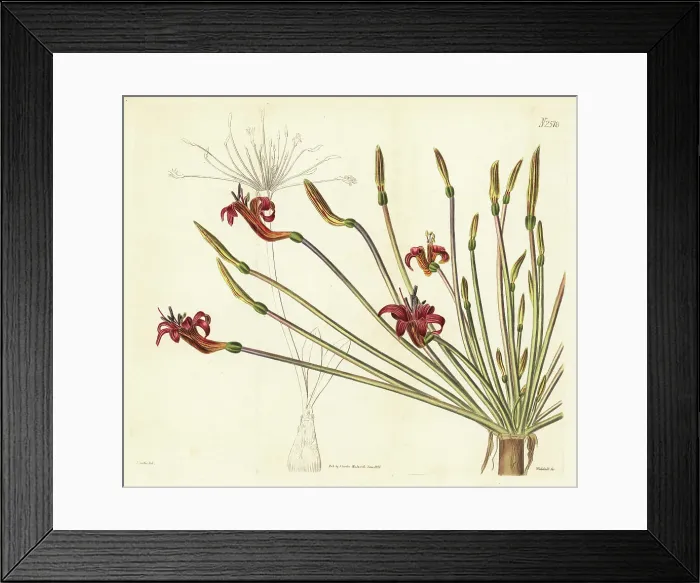 Framed Print : Josephine's lily, Brunsvigia josephinae Framed Print : Josephine's lily, Brunsvigia josephinae