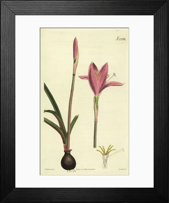 Framed Print : Rosepink zephyr lily, Zephyranthes carinata Framed Print : Rosepink zephyr lily, Zephyranthes carinata