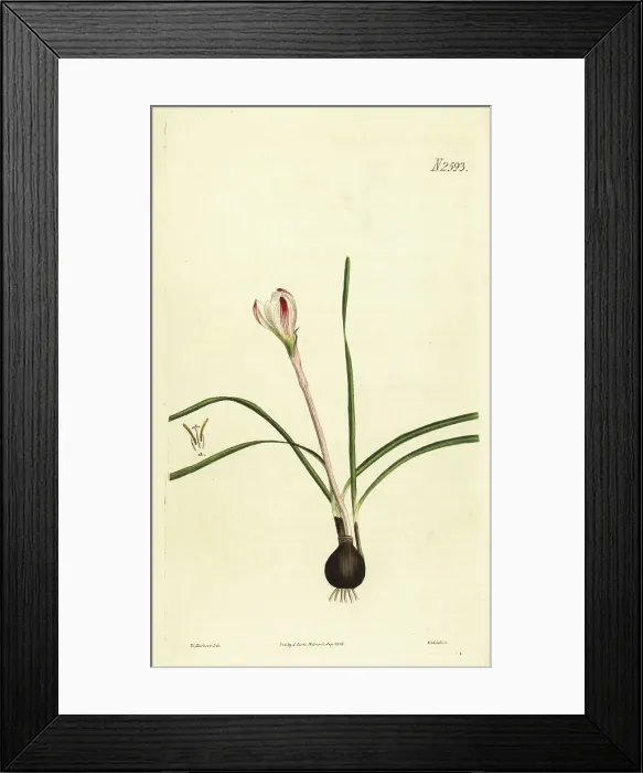 Framed Print : Pink rain lily, Zephyranthes minuta Framed Print : Pink rain lily, Zephyranthes minuta