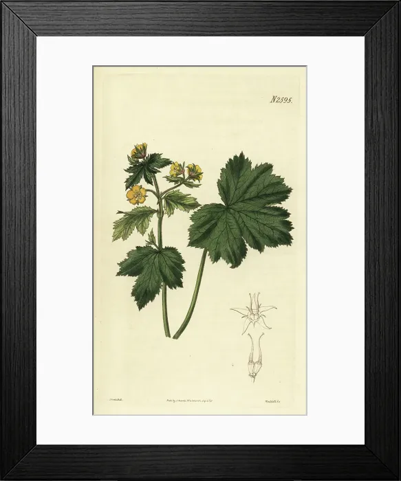 Framed Print : Barren strawberry, Waldsteinia geoides Framed Print : Barren strawberry, Waldsteinia geoides