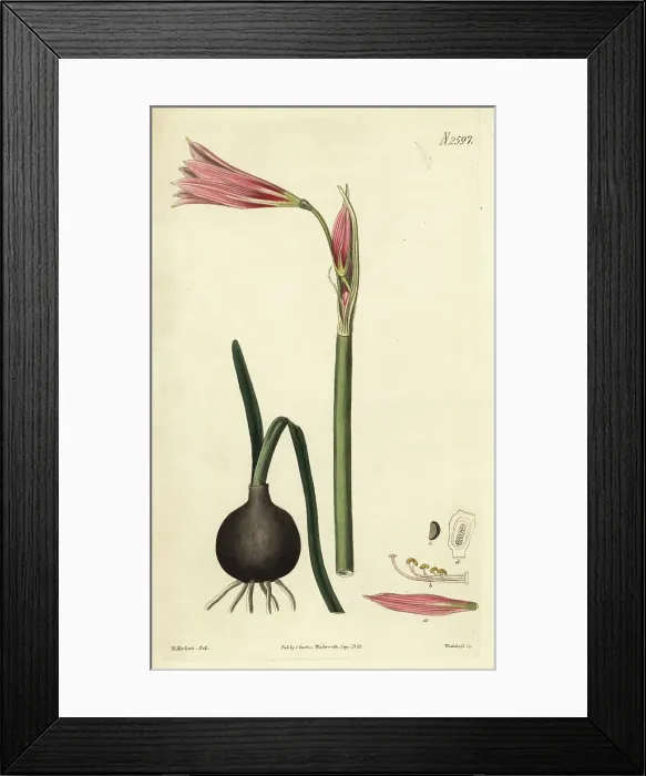 Framed Print : Oxblood lily, Rhodophiala bifida Framed Print : Oxblood lily, Rhodophiala bifida