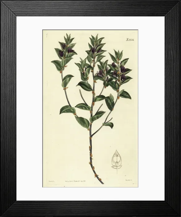 Framed Print : Fountainbush, Psoralea imbricata Framed Print : Fountainbush, Psoralea imbricata