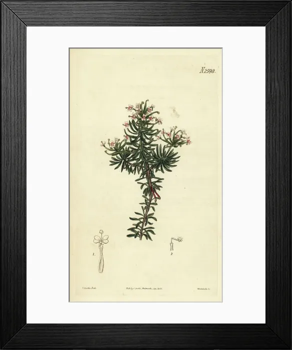 Framed Print : Beaked triggerplant, Stylidium adnatum Framed Print : Beaked triggerplant, Stylidium adnatum