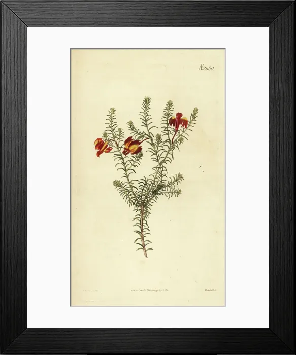 Framed Print : Red leschenaultia, Lechenaultia formosa Framed Print : Red leschenaultia, Lechenaultia formosa