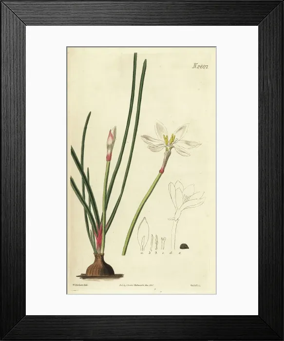 Framed Print : White rain lily, Zephyranthes candida Framed Print : White rain lily, Zephyranthes candida