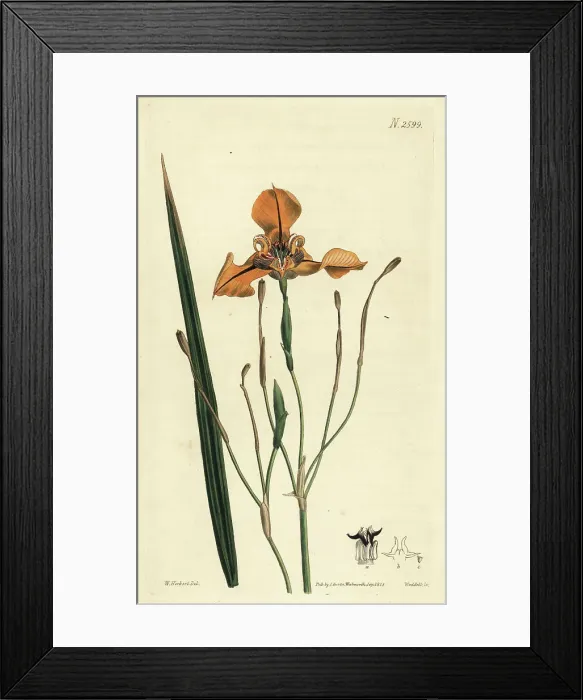 Framed Print : Cypella herbertii Framed Print : Cypella herbertii