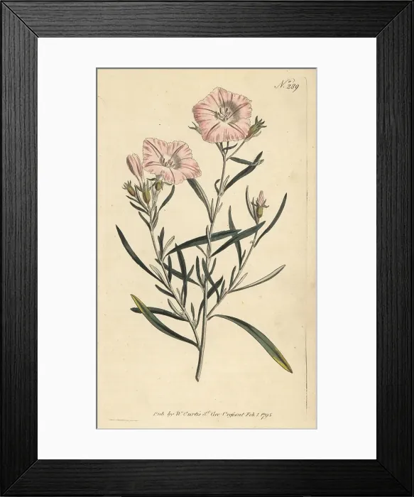 Framed Print : Convolvulus oleifolius var. oleifolius Framed Print : Convolvulus oleifolius var. oleifolius