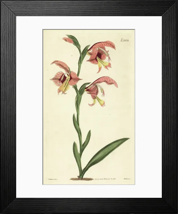 Framed Print : Gladiolus orchidiflorus Framed Print : Gladiolus orchidiflorus