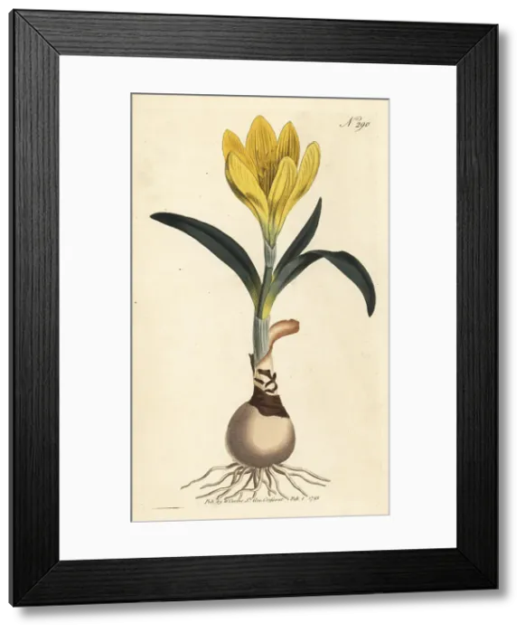 Framed Print : Winter daffodil, Sternbergia lutea Framed Print : Winter daffodil, Sternbergia lutea