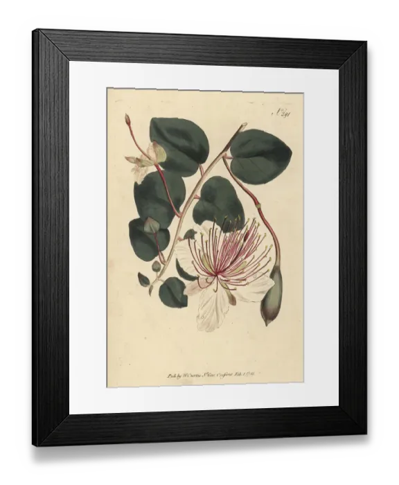 Framed Print : The caper shrub, Capparis spinosa Framed Print : The caper shrub, Capparis spinosa