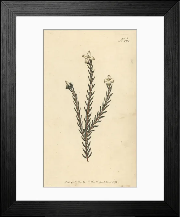 Framed Print : Lachnaea grandiflora Framed Print : Lachnaea grandiflora
