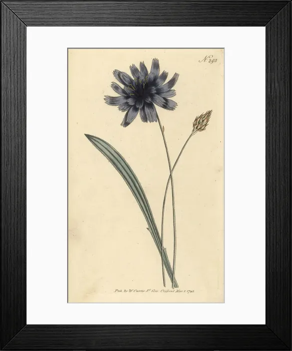 Framed Print : Cupid's dart, Catananche caerulea Framed Print : Cupid's dart, Catananche caerulea