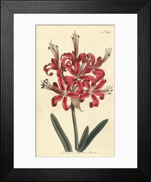 Framed Print : Guernsey lily, Nerine sarniensis Framed Print : Guernsey lily, Nerine sarniensis