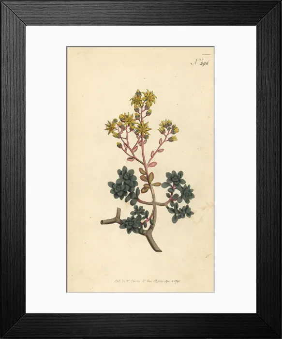 Framed Print : Gouty houseleek, Aichryson tortuosum Framed Print : Gouty houseleek, Aichryson tortuosum
