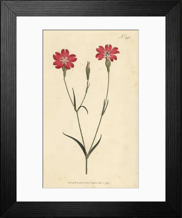 Framed Print : Rose of heaven, Silene coeli-rosa Framed Print : Rose of heaven, Silene coeli-rosa