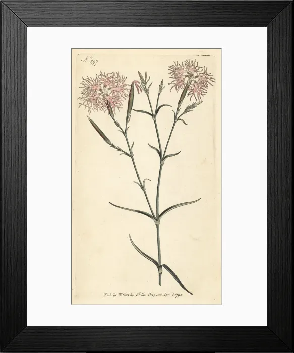Framed Print : Superb pink, Dianthus superbus Framed Print : Superb pink, Dianthus superbus