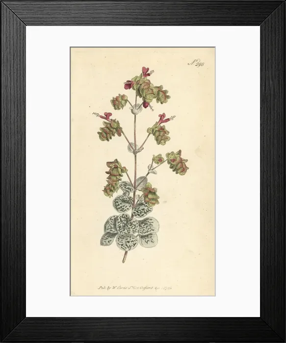 Framed Print : Dittany of Crete, Origanum dictamnus Framed Print : Dittany of Crete, Origanum dictamnus