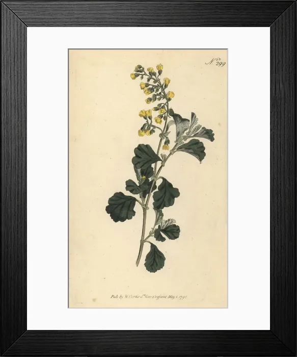 Framed Print : Alder-leaved hermannia, Hermannia alnifolia Framed Print : Alder-leaved hermannia, Hermannia alnifolia