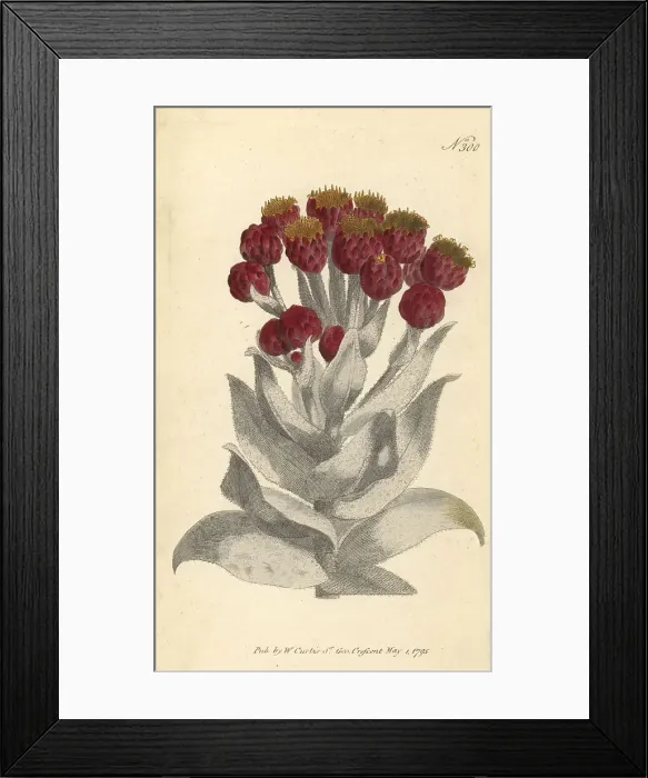 Framed Print : Everlasting, Syncarpha eximia Framed Print : Everlasting, Syncarpha eximia