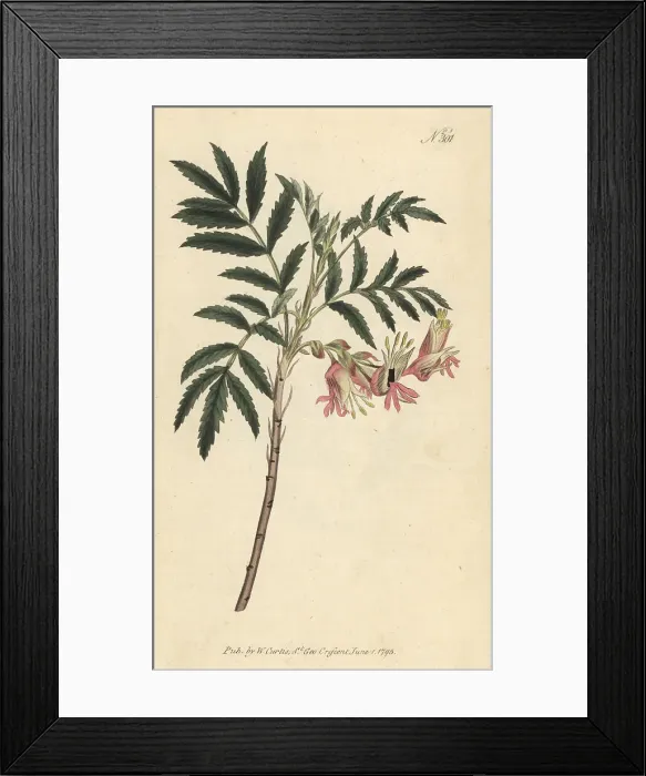 Framed Print : Dwarf honey flower, Melianthus elongatus Framed Print : Dwarf honey flower, Melianthus elongatus