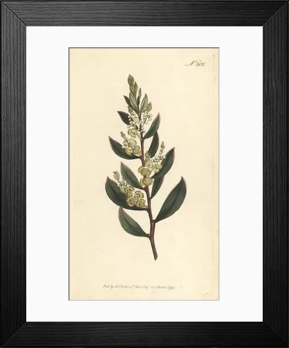 Framed Print : Myrtle wattle, Acacia myrtifolia Framed Print : Myrtle wattle, Acacia myrtifolia
