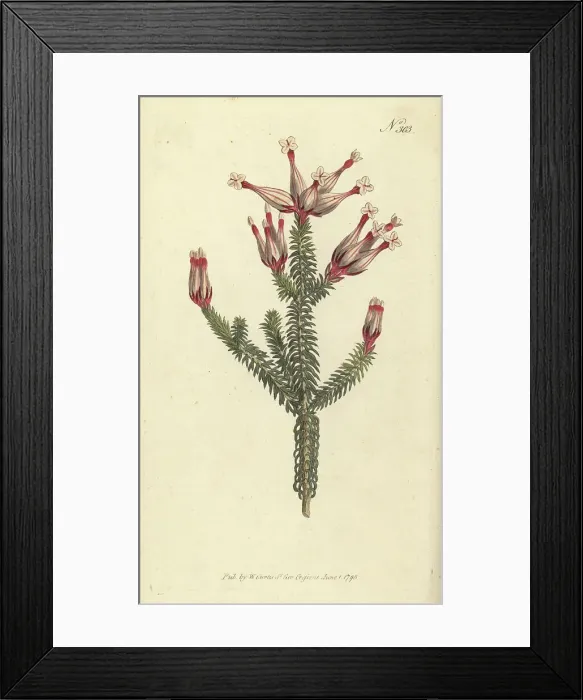 Framed Print : Flask heath, Erica ampullacea Framed Print : Flask heath, Erica ampullacea