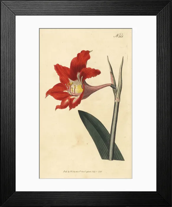 Framed Print : Barbados lily, Hippeastrum puniceum Framed Print : Barbados lily, Hippeastrum puniceum