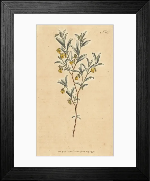 Framed Print : Hermannia lavandulifolia