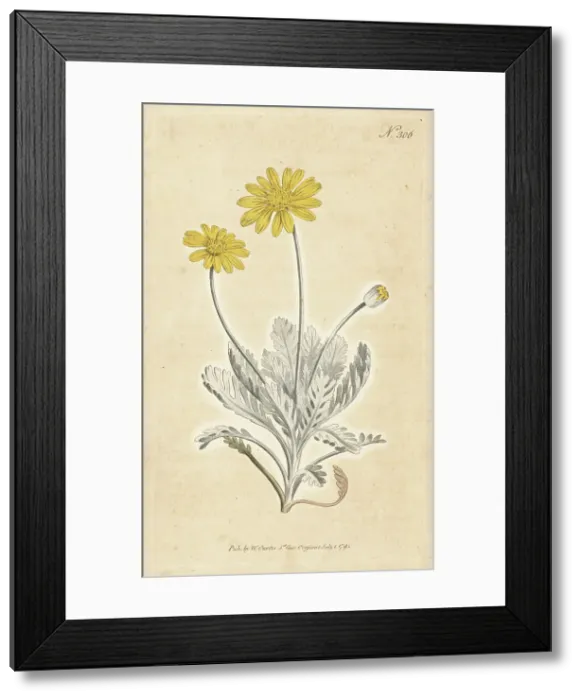 Framed Print : Grey-leaved euryops, Euryops pectinatus subsp. pectinatus Framed Print : Grey-leaved euryops, Euryops pectinatus subsp. pectinatus