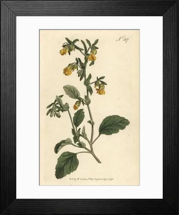 Framed Print : Marsh-mallow-leaved hermannia, Hermannia althaeifolia Framed Print : Marsh-mallow-leaved hermannia, Hermannia althaeifolia
