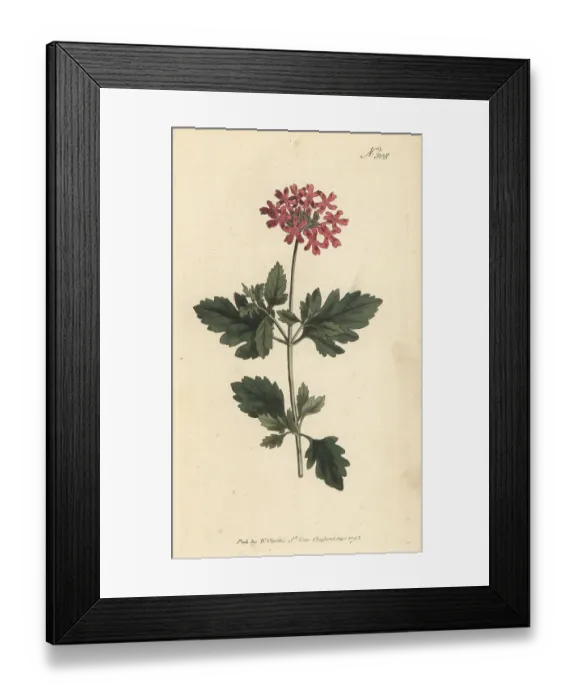 Framed Print : Rose mock vervain, Verbena canadensis Framed Print : Rose mock vervain, Verbena canadensis