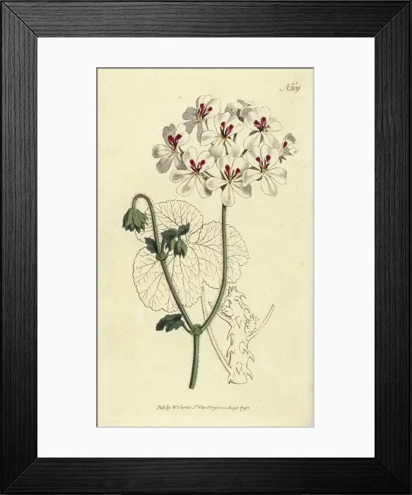 Framed Print : Prickly-stalked geranium, Pelargonium echinatum Framed Print : Prickly-stalked geranium, Pelargonium echinatum