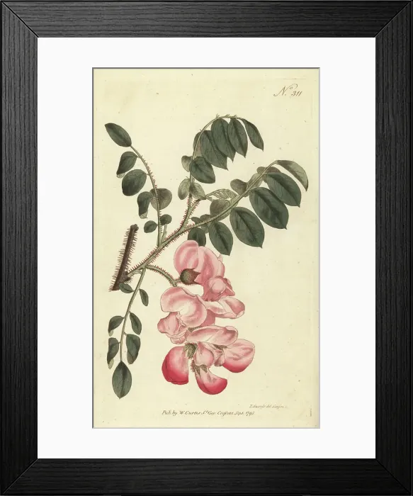 Framed Print : Rose acacia, Robinia hispida