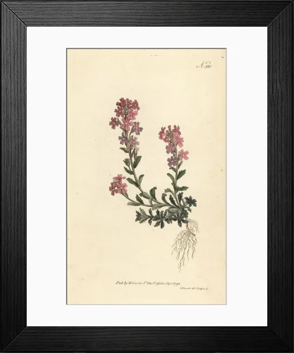 Framed Print : Alpine erinus, Erinus alpinus Framed Print : Alpine erinus, Erinus alpinus