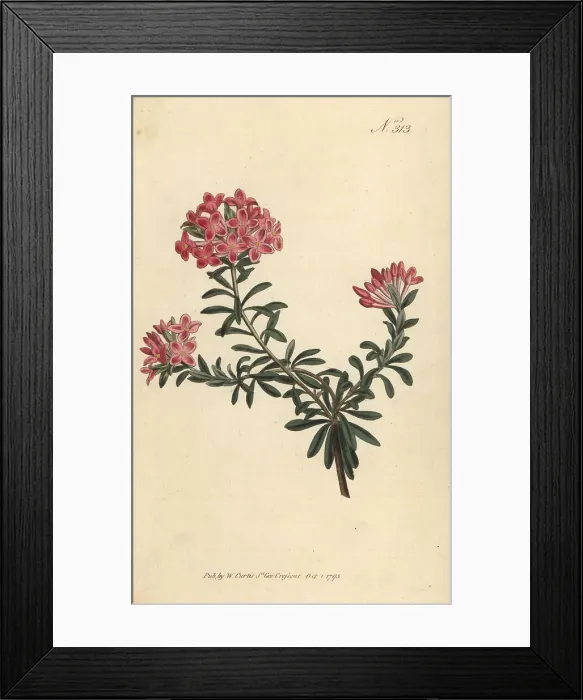 Framed Print : Garland flower, Daphne cneorum Framed Print : Garland flower, Daphne cneorum