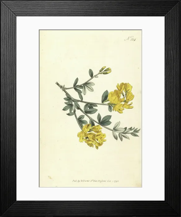 Framed Print : Triangular-stalked genista, Genista triquetra or Spartium trique Framed Print : Triangular-stalked genista, Genista triquetra or Spartium trique