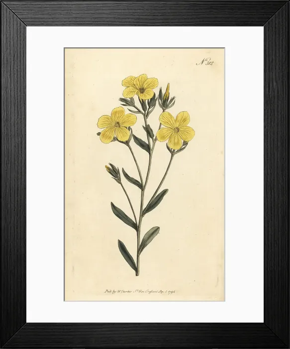 Framed Print : Yellow flax or golden flax, Linum flavum Framed Print : Yellow flax or golden flax, Linum flavum