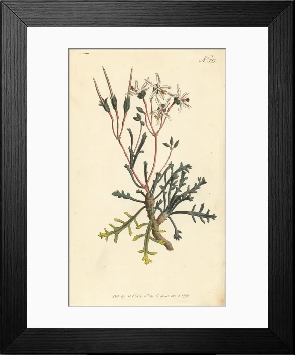 Framed Print : Horn-leaved crane's-bill, Pelargonium ceratophyllum Framed Print : Horn-leaved crane's-bill, Pelargonium ceratophyllum