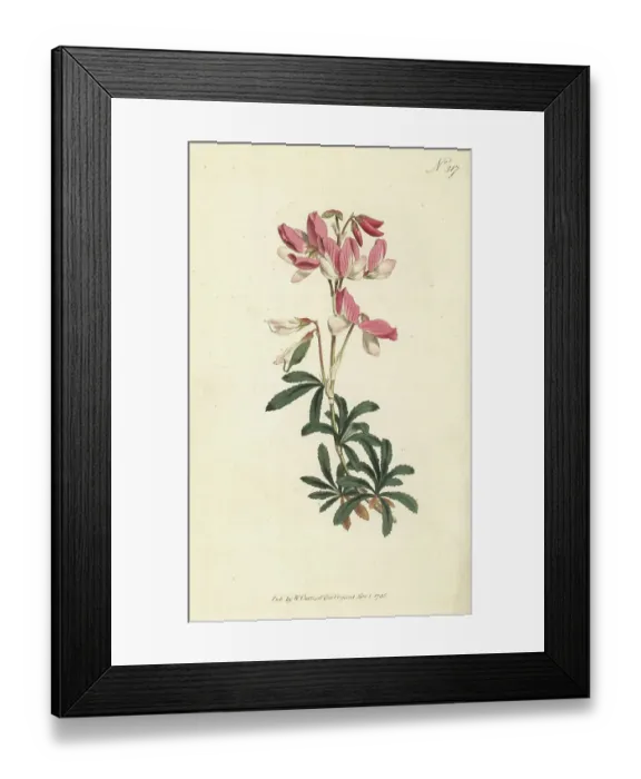 Framed Print : Shrubby rest-harrow, Ononis fruticosa Framed Print : Shrubby rest-harrow, Ononis fruticosa