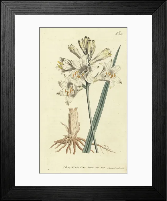 Framed Print : St. Bruno's lily, Paradisea liliastrum Framed Print : St. Bruno's lily, Paradisea liliastrum