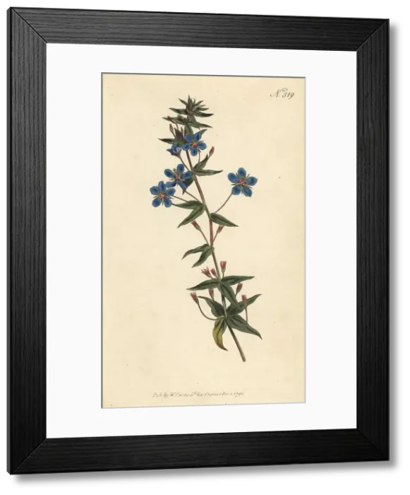 Framed Print : Blue pimpernel, Lysimachia monelli Framed Print : Blue pimpernel, Lysimachia monelli