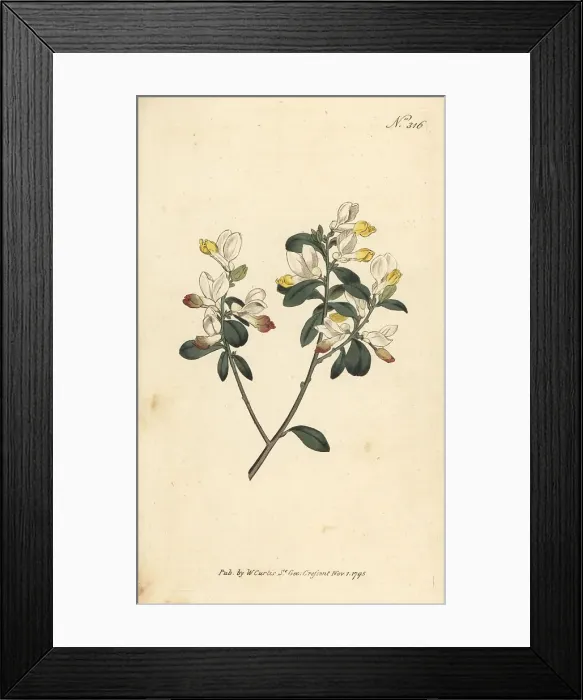 Framed Print : Shrubby milkwort, Polygaloides chamaebuxus