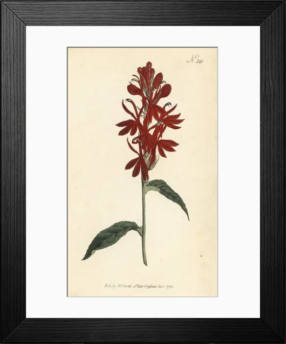 Framed Print : Scarlet lobelia or cardinal's flower, Lobelia cardinalis Framed Print : Scarlet lobelia or cardinal's flower, Lobelia cardinalis