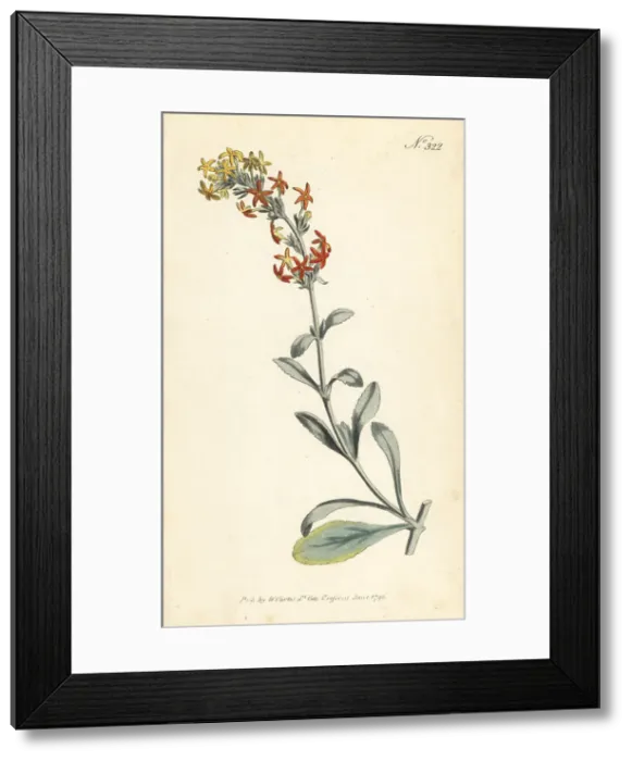 Framed Print : Woolly manulea, Manulea tomentosa Framed Print : Woolly manulea, Manulea tomentosa