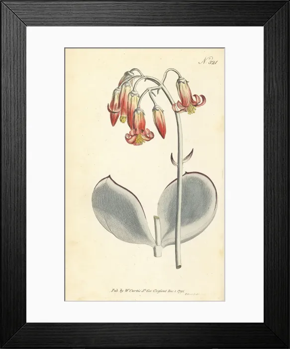 Framed Print : Pig's ear, Cotyledon orbiculata Framed Print : Pig's ear, Cotyledon orbiculata