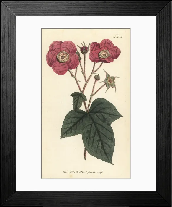 Framed Print : Flowering raspberry, Rubus odoratus