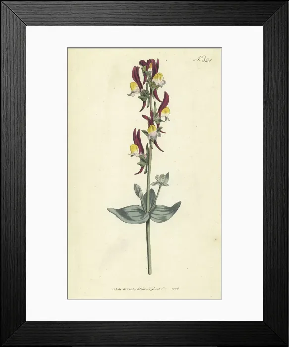 Framed Print : Toadflax, Linaria triphylla