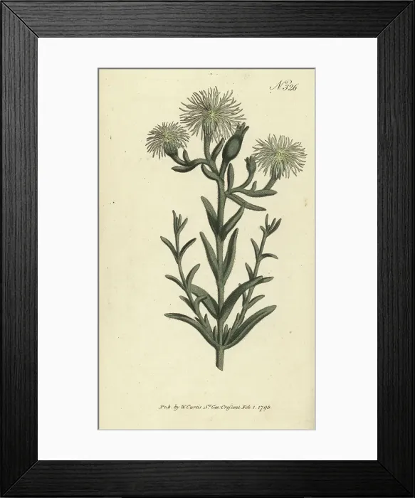 Framed Print : Green-flowered fig-marigold, Mesembryanthemum viridiflorum Framed Print : Green-flowered fig-marigold, Mesembryanthemum viridiflorum
