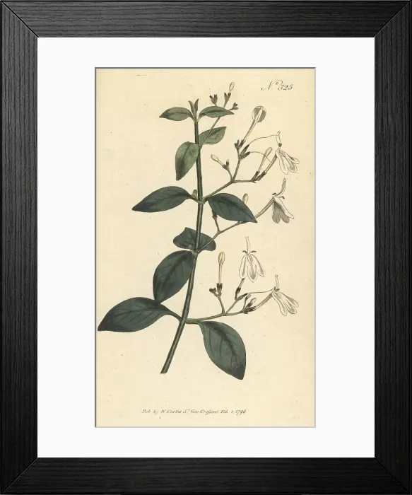 Framed Print : Snake jasmine, Rhinacanthus nasutus Framed Print : Snake jasmine, Rhinacanthus nasutus